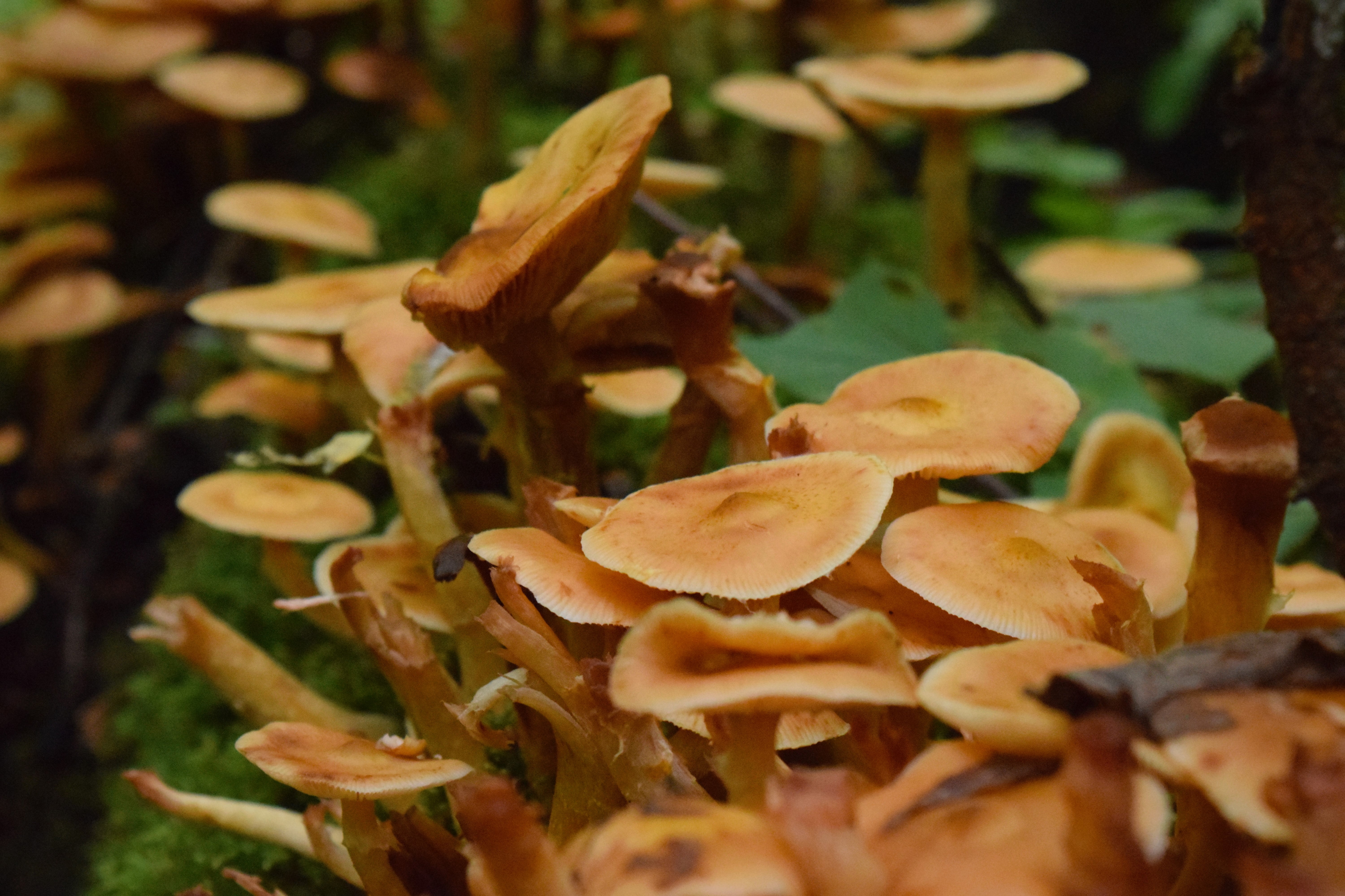 2015-10-10 Grunsberg 377 (2)