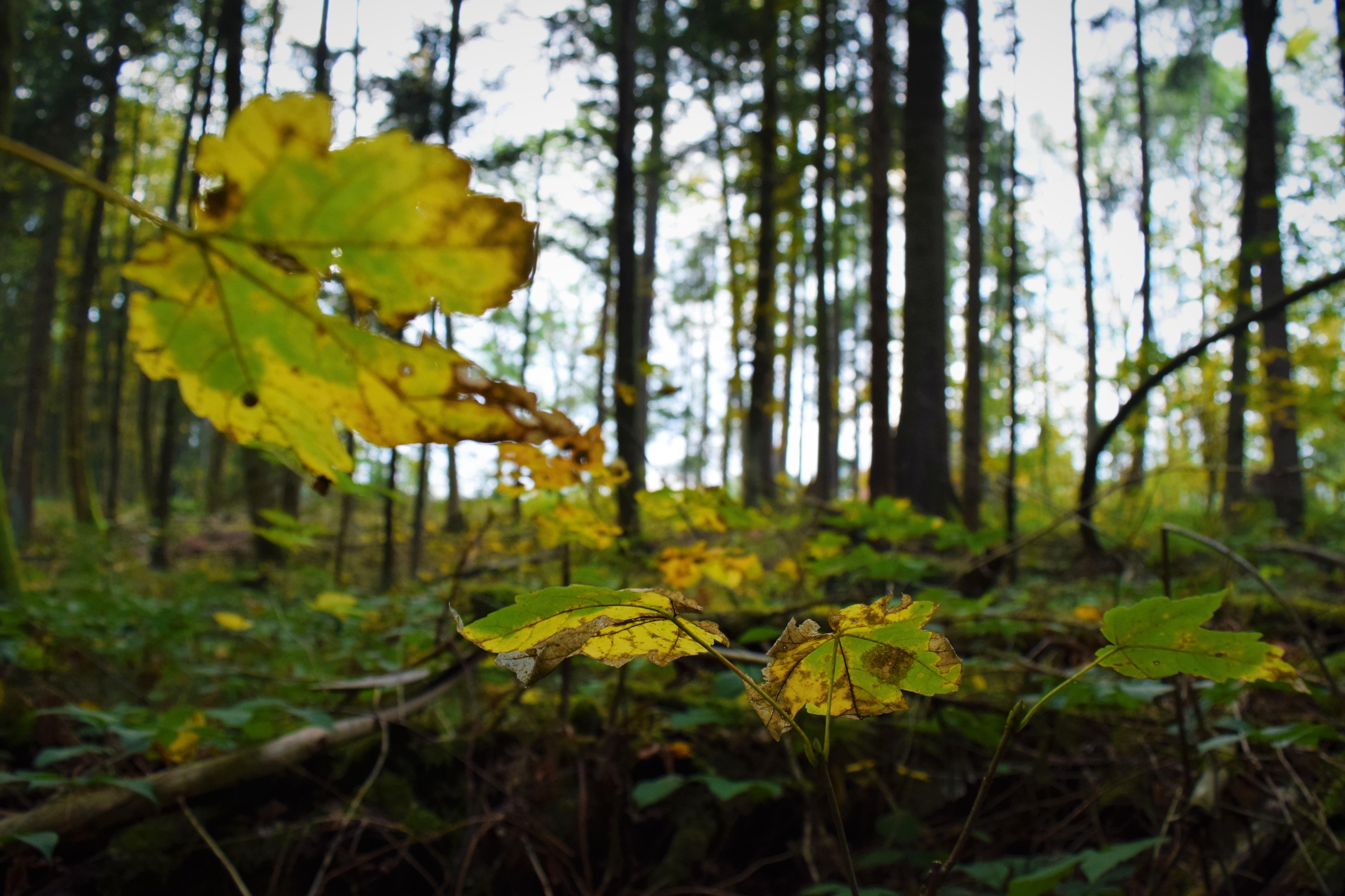 2015-10-10 Grunsberg 477